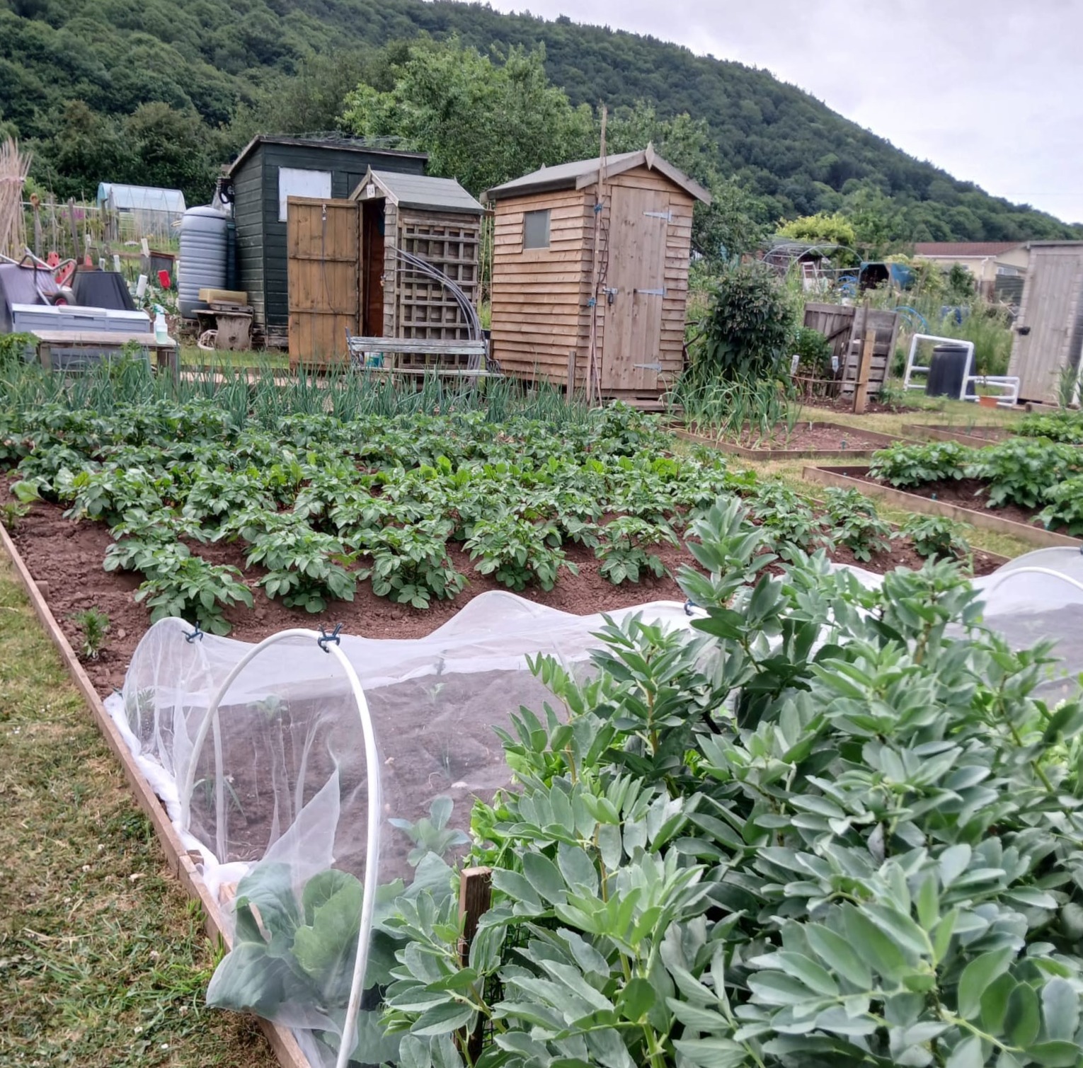 Spring into Action with Tudorville Allotments